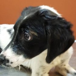 Available Dogs - Above and Beyond English Setter Rescue